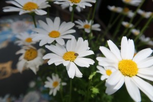 IMG_0772